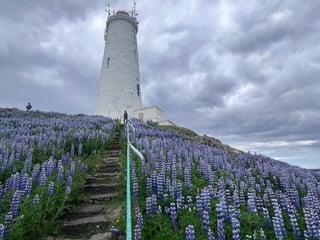 Reykjanes Peninsula Private Tour: Geothermal Areas, Volcanoes, Cliffs & Bridge Between Continents | Complimentary KEF Airport Pickup or Drop, photo 20