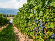 Wine Tour and Tasting on Garda Hills 7