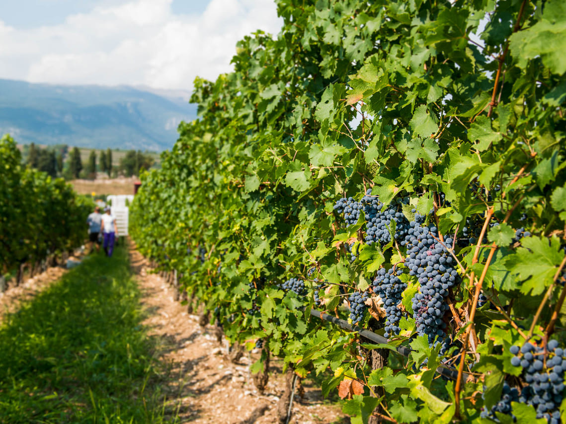 Wine Tour and Tasting on Garda Hills 7