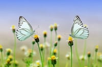 Dubai Butterfly Garden Tour with private round trip transfers 2