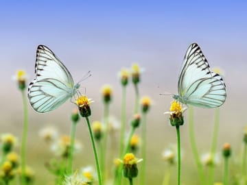 Dubai Butterfly Garden Tour with Private Transfers