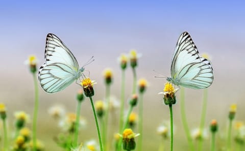 Dubai Butterfly Garden Tour with Private Transfers