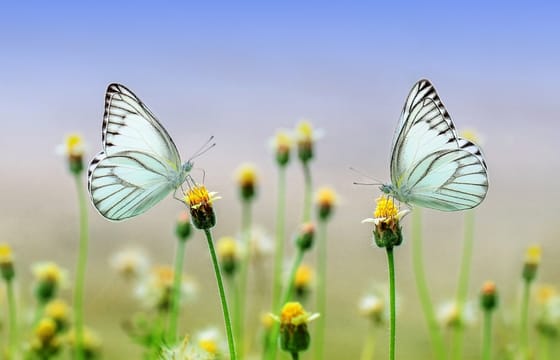 Dubai Butterfly Garden Tour with private round trip transfers