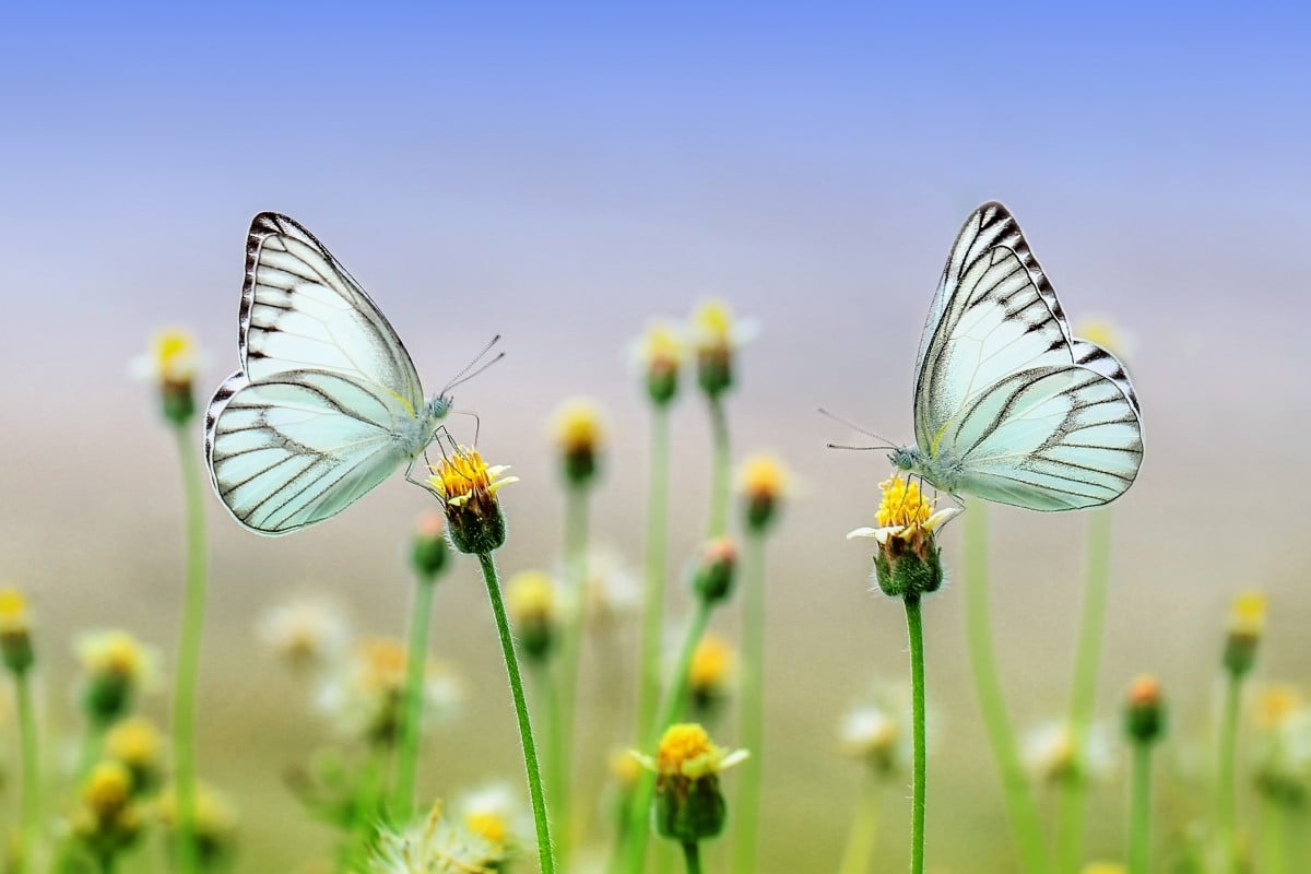 Dubai Butterfly Garden Tour with private round trip transfers 2
