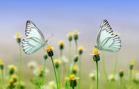 Dubai Butterfly Garden Tour with Private Transfers