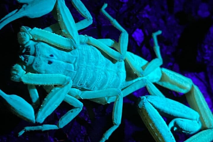 Night Walk Tour Monteverde