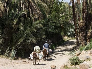 Tiout Oasis