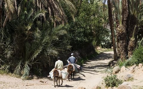 Taroudant and Tiout Oasis Day Trip from Agadir