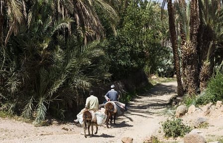 Taroudant and Tiout Oasis Day Trip from Agadir