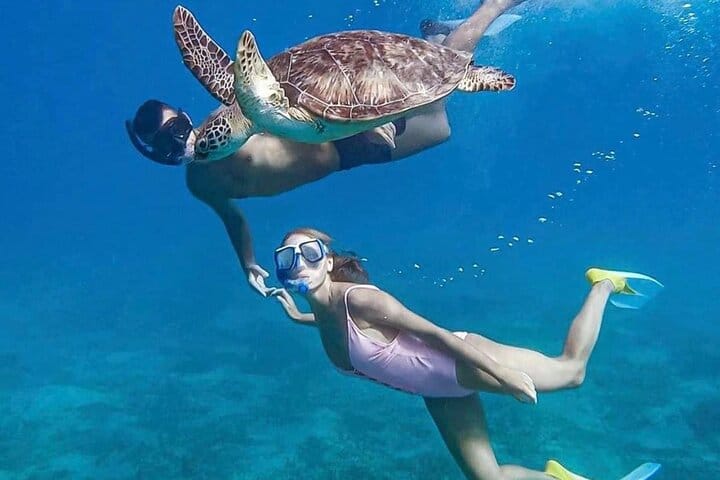 Snorkeling with Dolphins & Lunch In Sataya Reefs From Marsa Alam