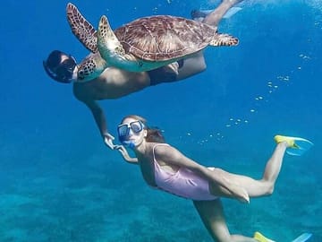 Snorkeling with Dolphins at Sataya Reefs from Marsa Alam
