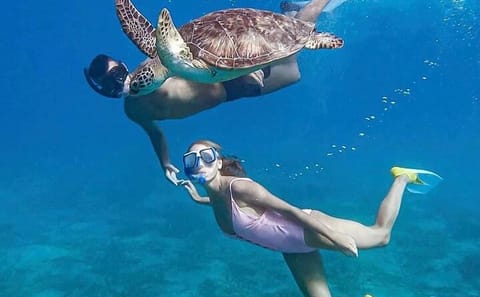 Snorkeling with Dolphins at Sataya Reefs from Marsa Alam