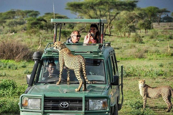 Luxury Masai Mara Wildlife Jeep Safari: Discover the Big 5