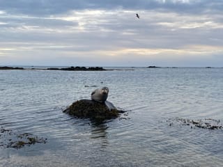 Seal at Ytri Tunga Beach looking in the camera