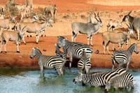 Striped Oasis: Marvel at the striped oasis in the park, where the zebras quench their thirst in the cool, clear waters