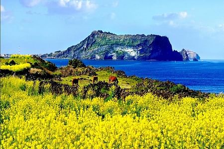 Discover Jeju Island: Private Tour with Korean BBQ & Scenic Highlights