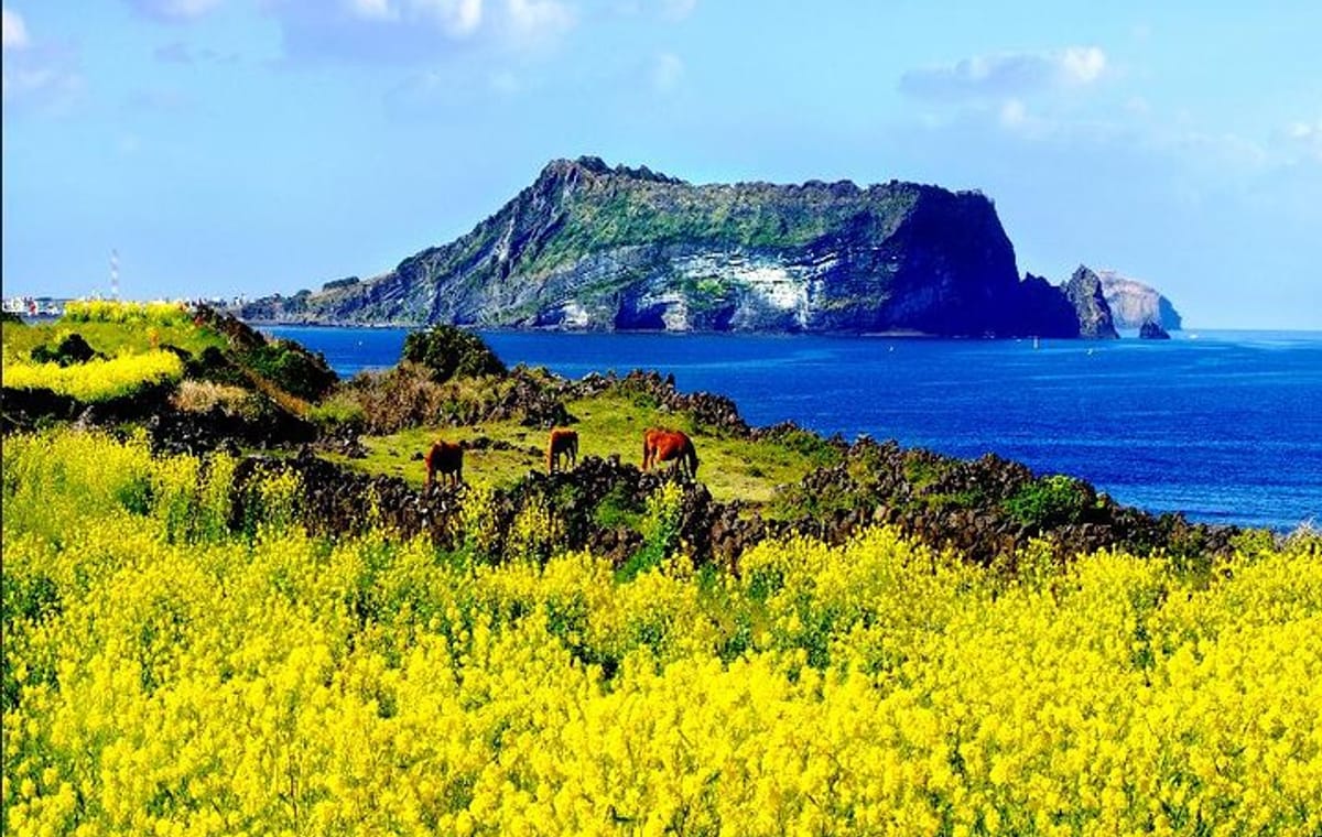Full Day Jeju Private Customizable highlight Tour