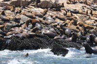 Palomino Islands Sea Lion Swimming Tour 1