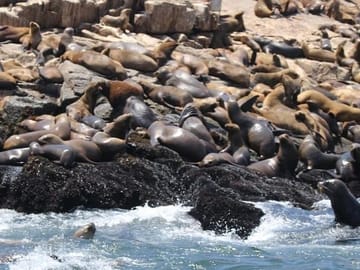 Sea Lion Swimming Tour at Palomino Islands, Callao