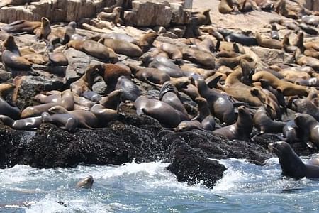 Sea Lion Swimming Adventure at Palomino Islands, Peru