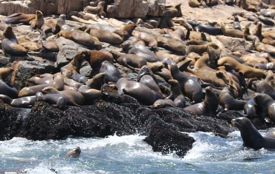 Sea Lion Swimming Tour at Palomino Islands, Callao