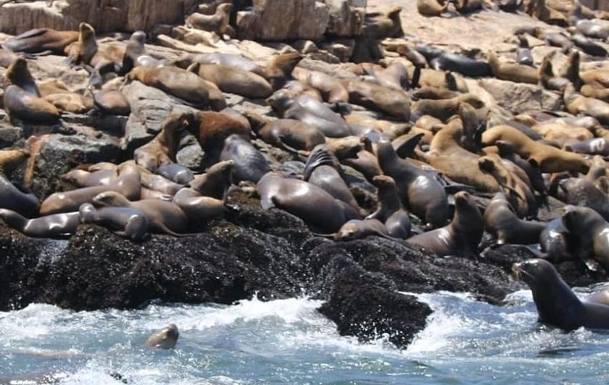 Palomino Islands Sea Lion Swimming Tour