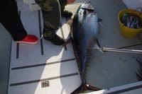 Big Game Fishing Hvar 7
