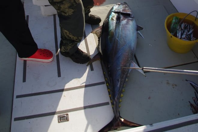 Big Game Fishing Hvar 7