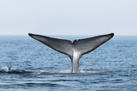 Blue whale diving