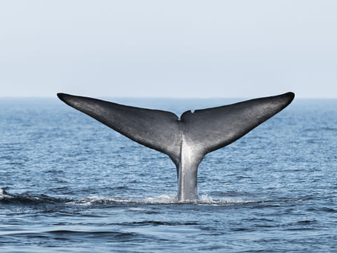 Blue whale diving