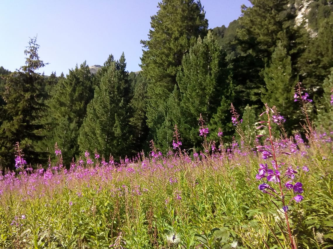 Private Trekking in Rila Mountains and Mt Mousala from Sofia 7