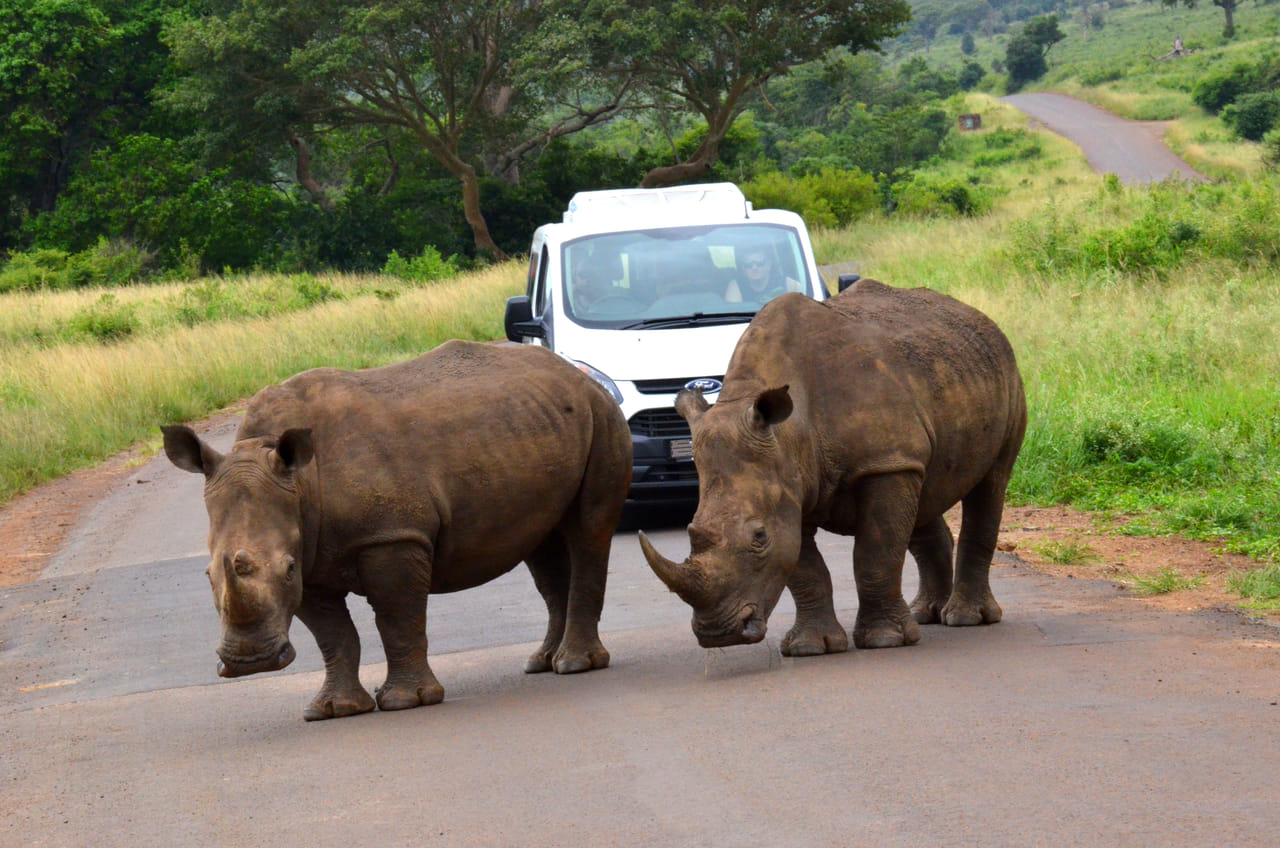 Hluhluwe Imfolozi Safari and DumaZulu Cultural Village Day Tour 4