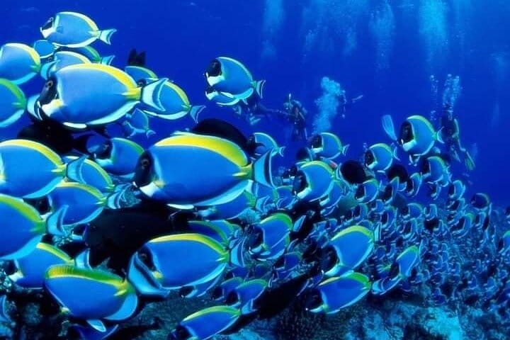 Semi Submarine (Sea Trip) 2 Hours With Transfer - Sharm El Sheikh 4