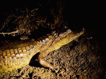 Alligators