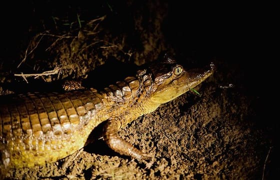 Alligators Night Watch
