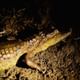 Alligators