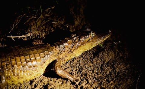 Nighttime Wildlife Tour in the Amazon Rainforest, Manaus
