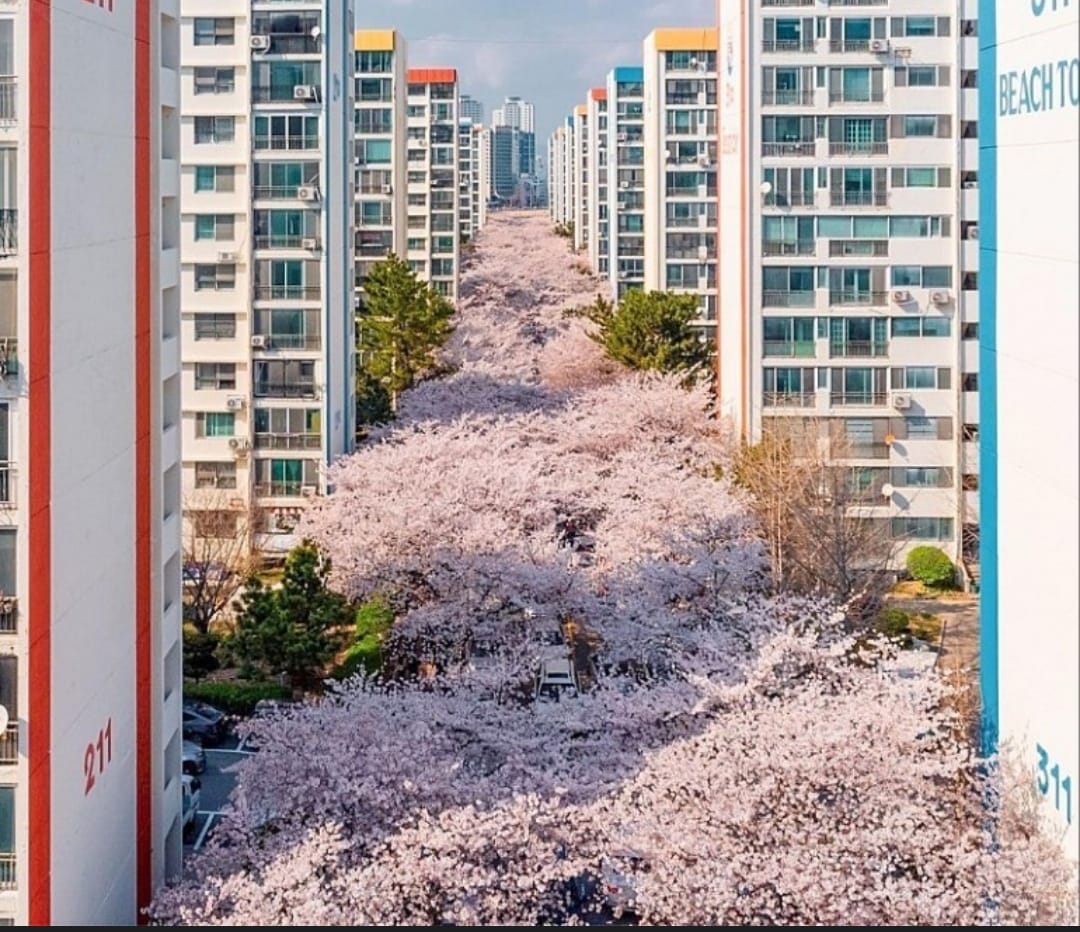 Cherry blossom trees line a road between apartment buildings at Samik Beach, a popular spring photo spot in Busan.