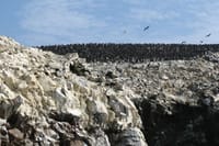 Ballestas Islands Sigthseeing Tour 4