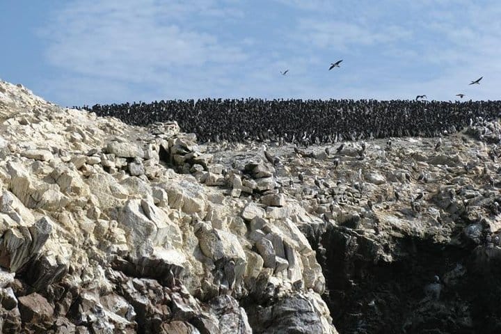 Ballestas Islands Sigthseeing Tour 4
