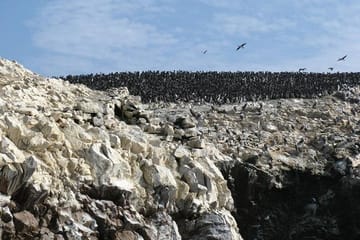 Ballestas Islands Wildlife Boat Tour from Paracas
