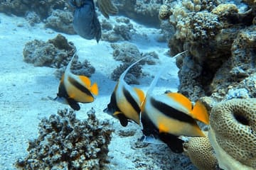Adventure and Culture Tour in Sharm El Sheikh, Egypt