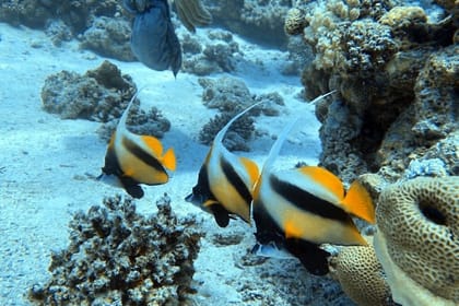 Adventure and Culture Tour in Sharm El Sheikh, Egypt