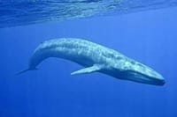 Snorkeling with Whales in Mirissa 3