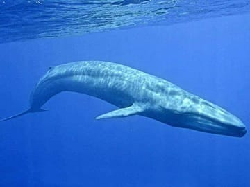 Snorkeling Adventure with Whales in Mirissa, Sri Lanka