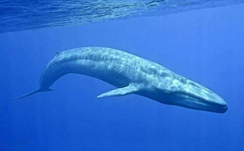 Snorkeling Adventure with Whales in Mirissa, Sri Lanka