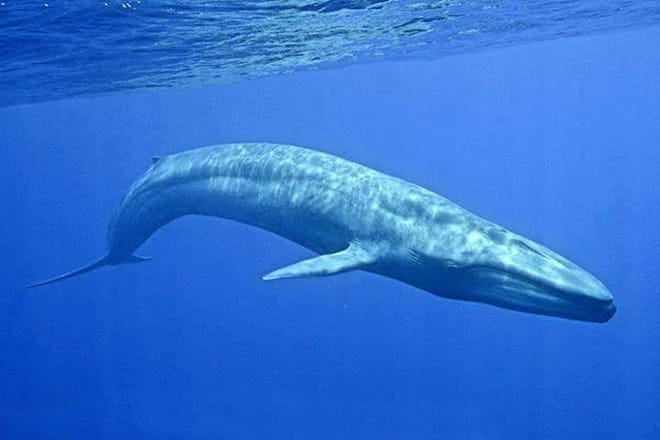Snorkeling with Whales in Mirissa 3