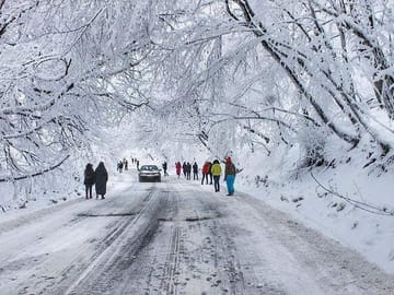 Sabaduri forest