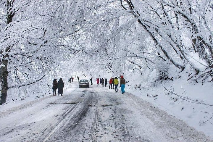 Sabaduri forest