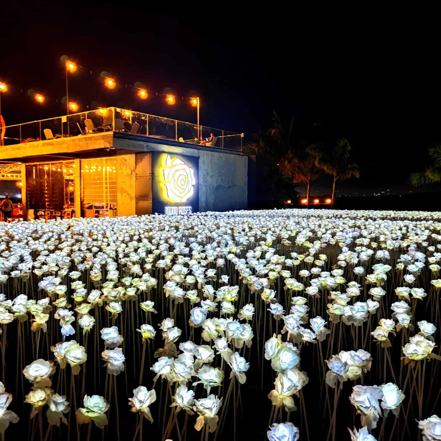 Afternoon Tour with 10K Roses